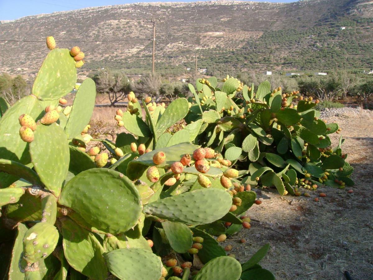Papadiokampos Maissonete Villa